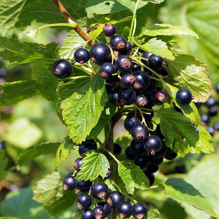 Bio-Schwarze Johannisbeere 'Tsema'