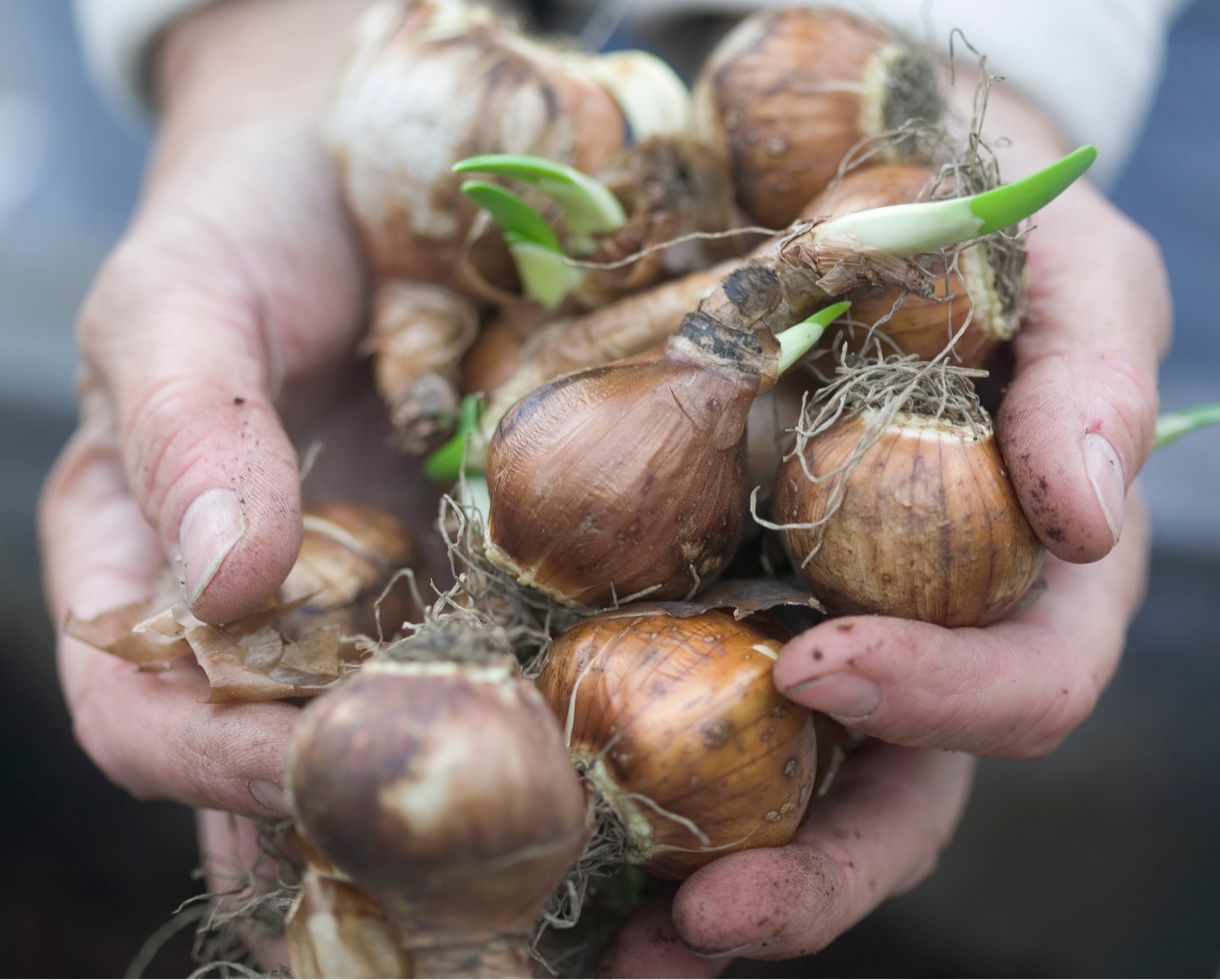 Hände halten Bio-Blumenzwiebeln mit grünen Trieben