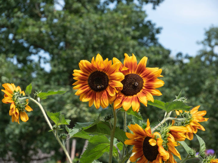 Bio-Sonnenblume Verzweigt-Helianthus annuus