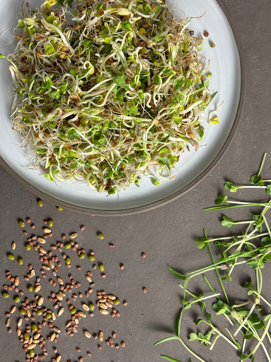 Bio-Sprossen Mix Fitness-Raphanus sativus | Vigna radiata | Triticum aestivum