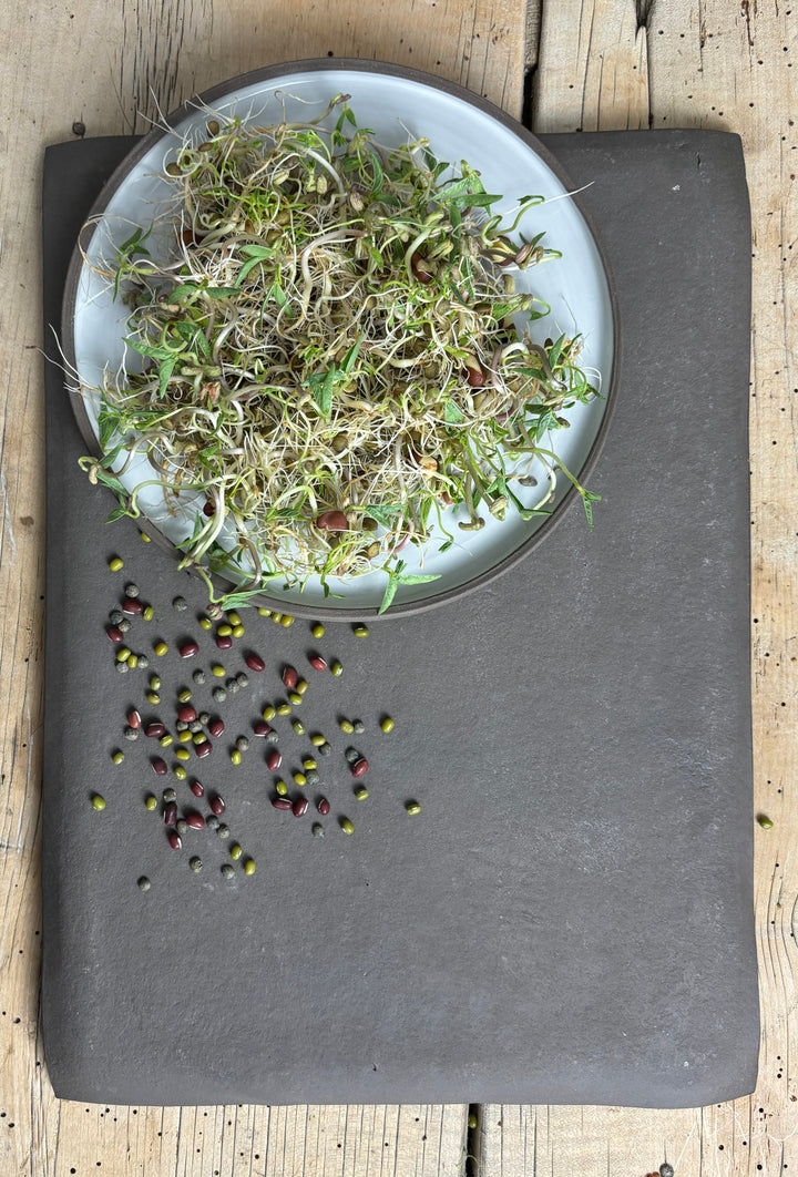 Bio-Sprossen Mix Mild-Aromatisch-Vigna radiata | Vigna angularis | Lens culinaris