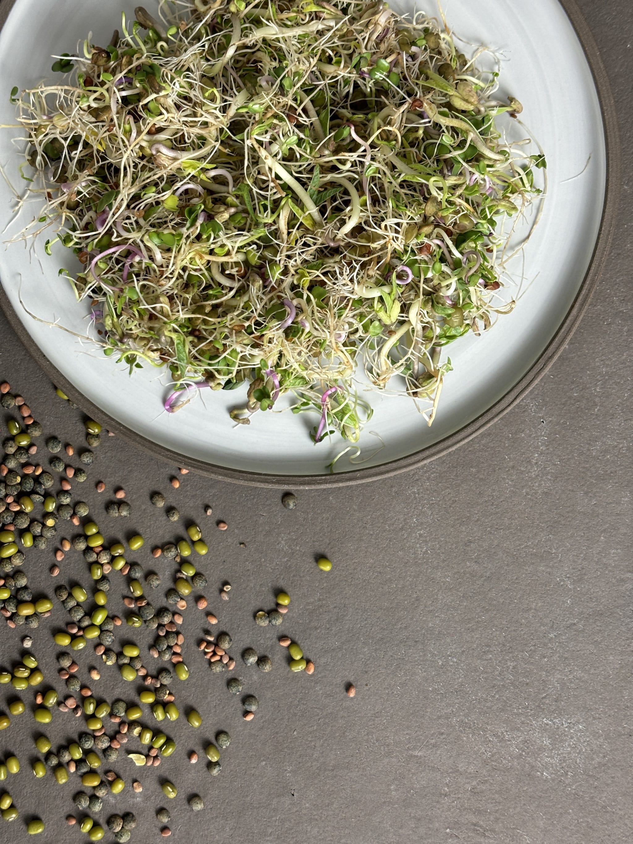 Bio-Sprossen Mix Vital-Raphanus sativus var. sativus | Lens culinaris | Trifolium pratense | Vigna radiata