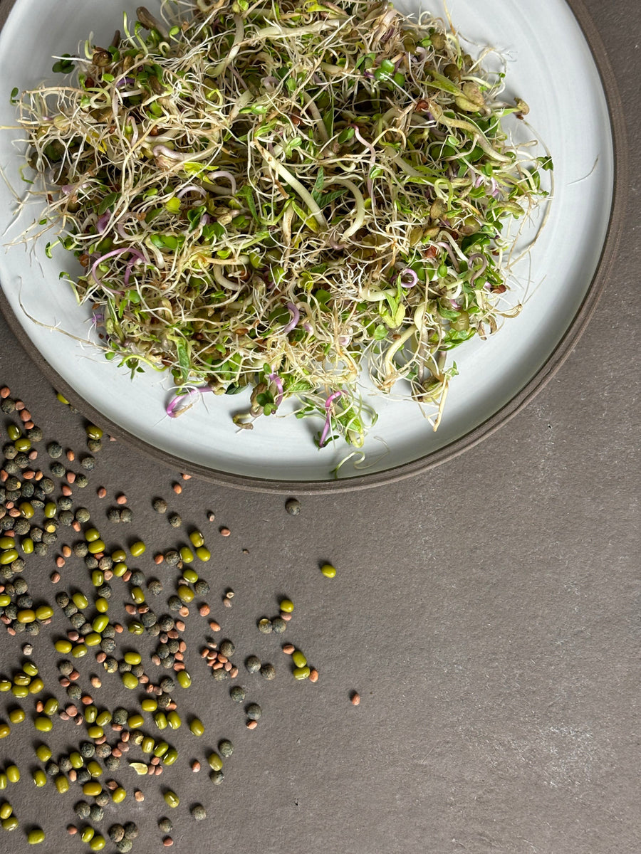 Bio-Sprossen Mix Vital-Raphanus sativus var. sativus | Lens culinaris | Trifolium pratense | Vigna radiata