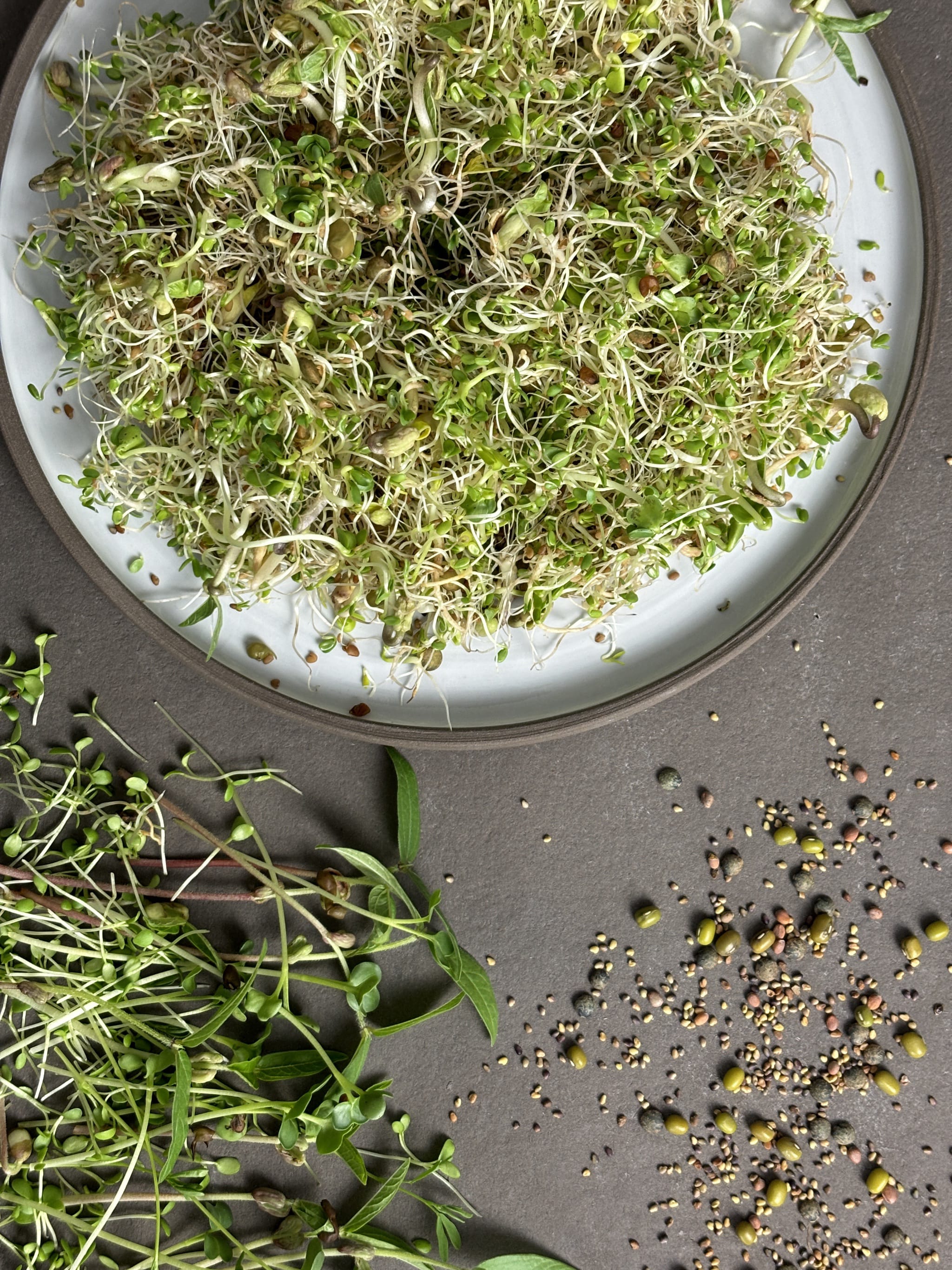 Bio-Sprossen Mix Wellness-Lens culinaris | Raphanus sativus | Trifolium pratense | Vigna radiata