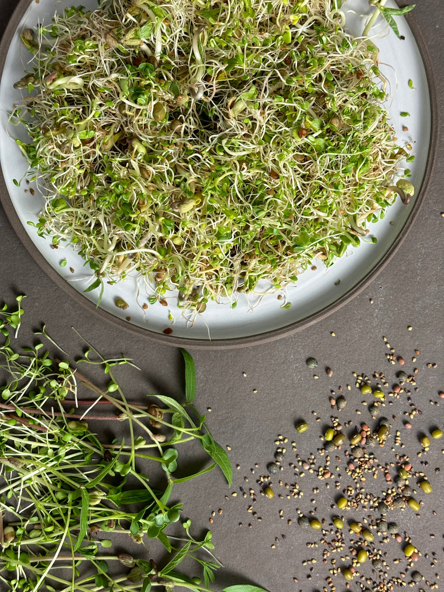 Bio-Sprossen Mix Wellness-Lens culinaris | Raphanus sativus | Trifolium pratense | Vigna radiata