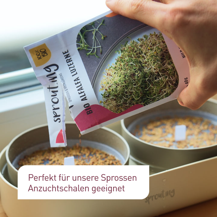 Scharf-würzige Sprossen-Samen für Anzuchtschalen