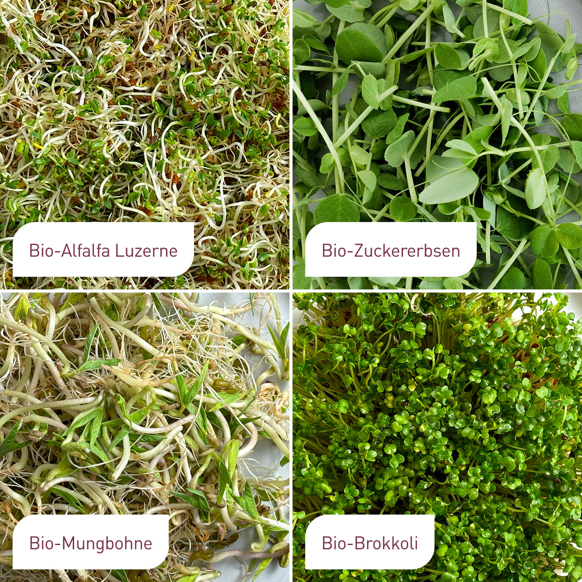 Bio-Sprossen Samen-Set mit Alfalfa, Zuckererbsen, Mungbohnen und Brokkoli