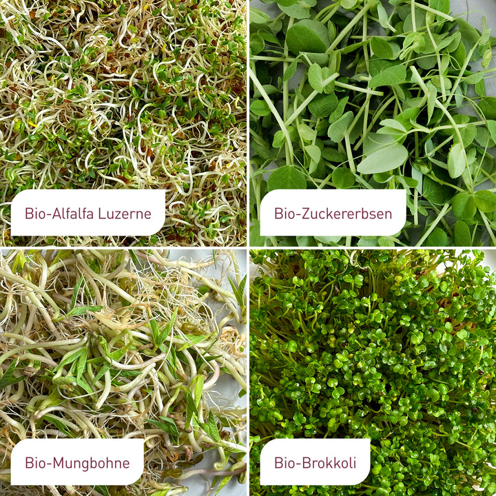 Bio-Sprossen Samen-Set Mild (4 Sorten) kaufen