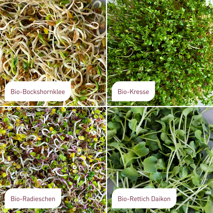 Bio-Sprossen Samen-Set mit Bockshornklee, Kresse, Radieschen und Rettich