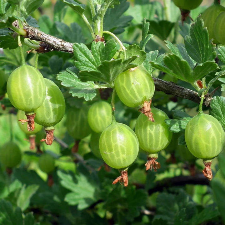 Bio-Stachelbeere 'Hinnonmäki grün'