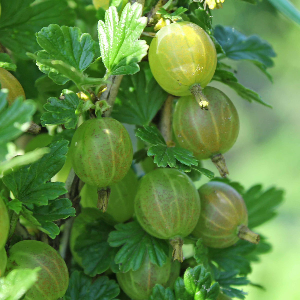 Bio-Stachelbeere 'Mucurines'
