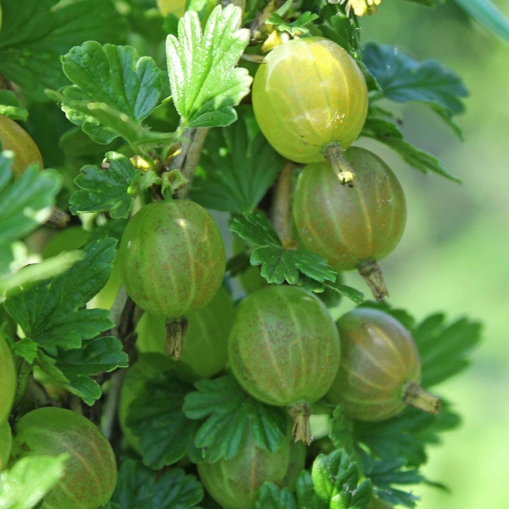 Bio-Stachelbeere 'Mucurines'