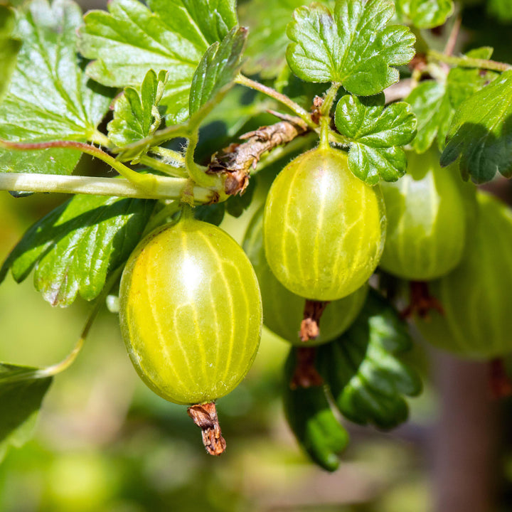 Reife Bio-Stachelbeere 'Hinnonmäki gelb' Hochstamm
