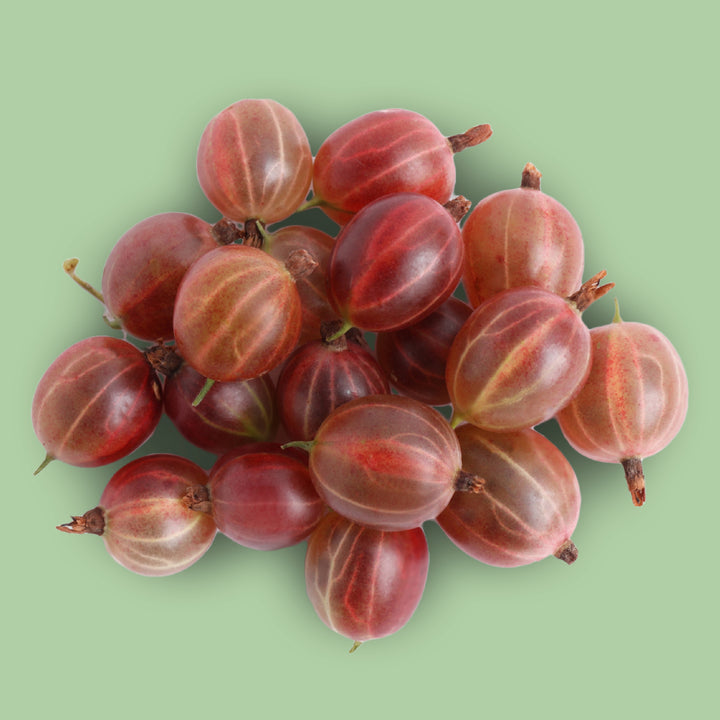 Bio-Stachelbeere 'Hinnonmäki rot' Hochstamm im Garten
