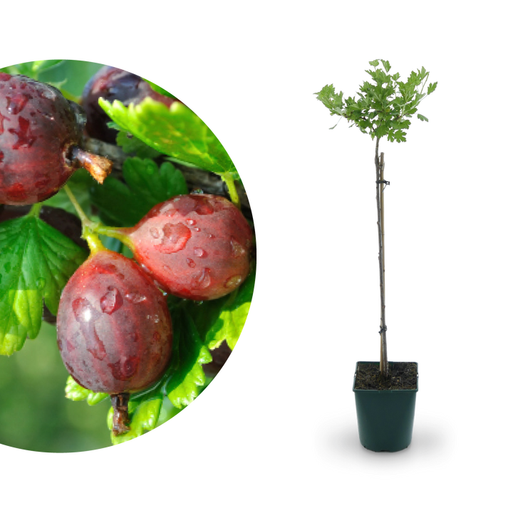 Bio-Stachelbeere 'Hinnonmäki rot' als Hochstamm