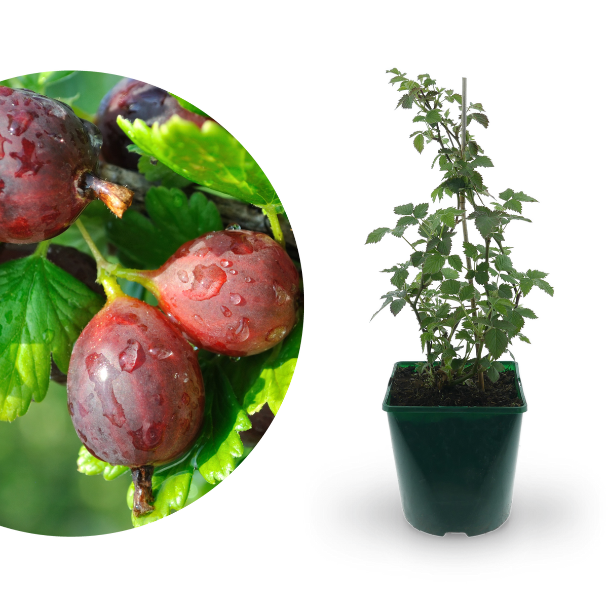 Bio-Stachelbeere 'Hinnonmäki rot'