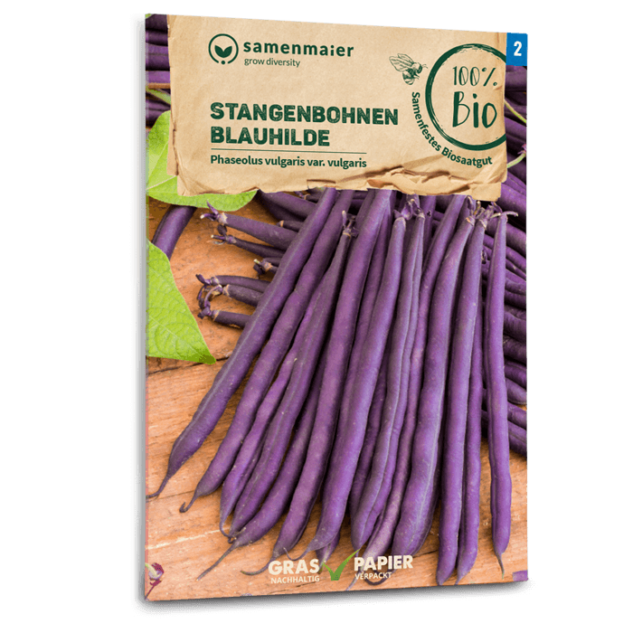 Bio-Stangenbohne 'Blauhilde'