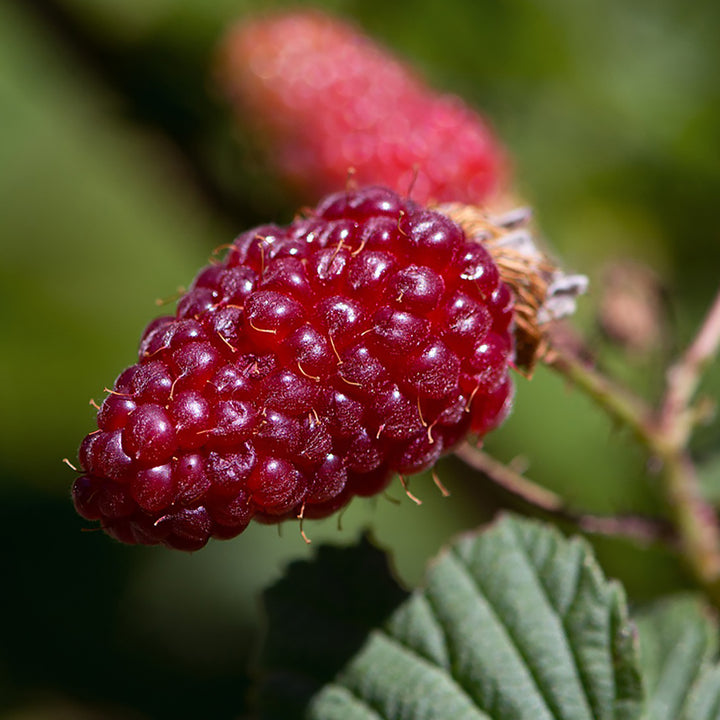 Bio-Taybeere 'Tayberry Medana'