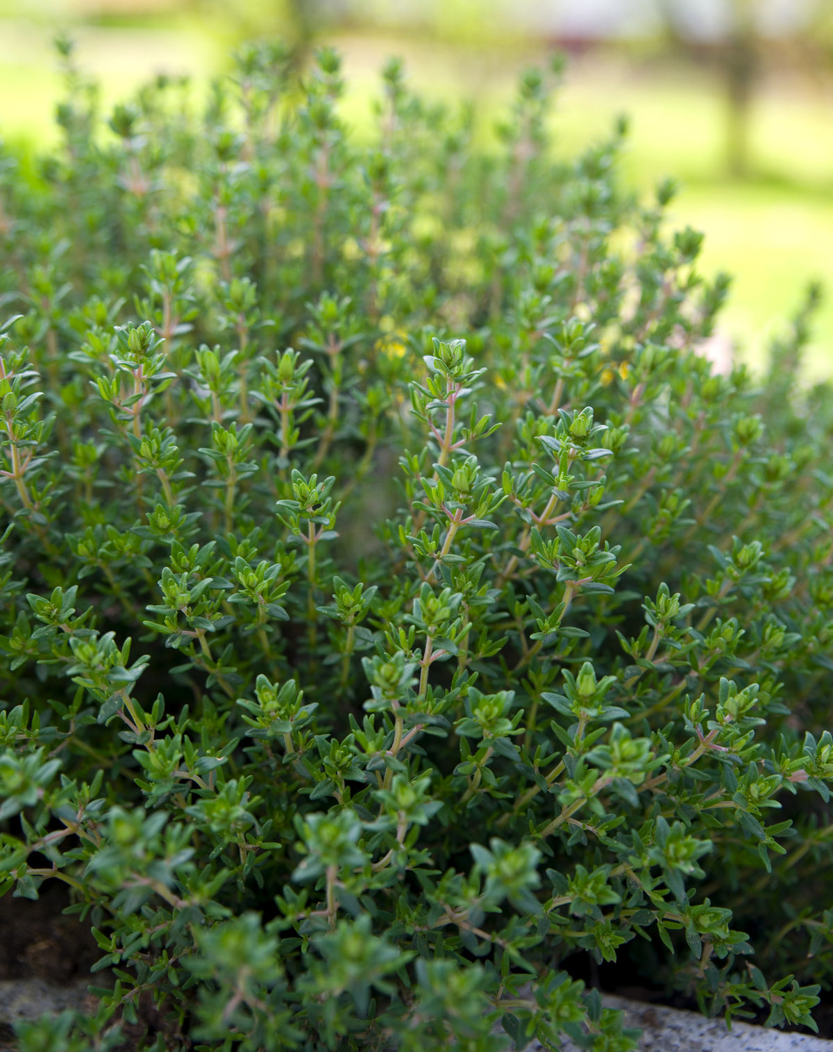 Bio-Thymian-Thymus vuglaris