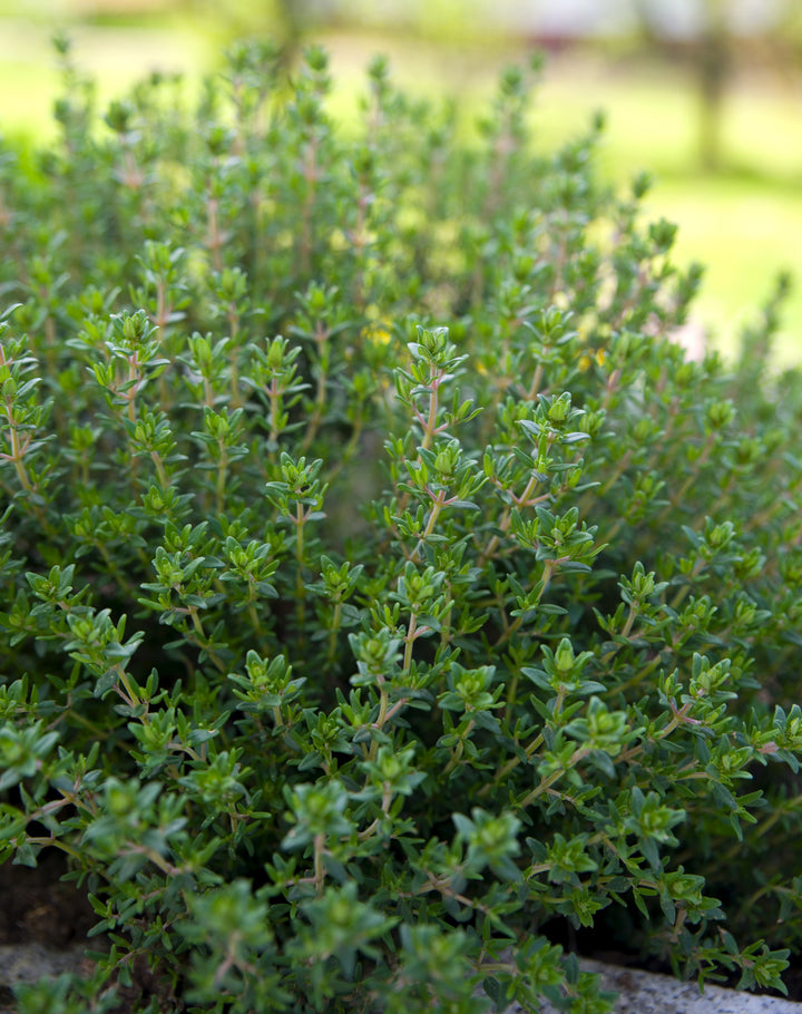 Bio-Thymian-Thymus vuglaris