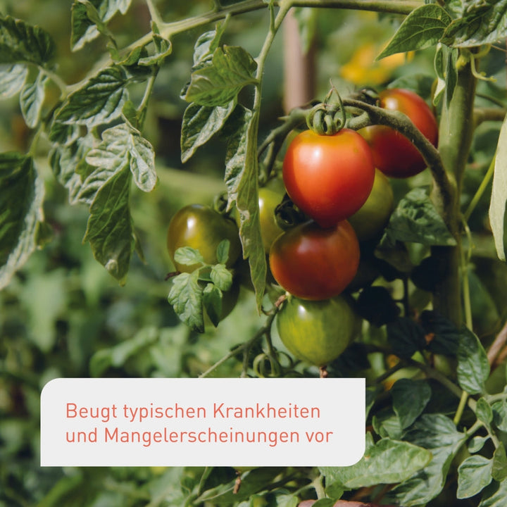 Biologischer Tomatendünger flüssig