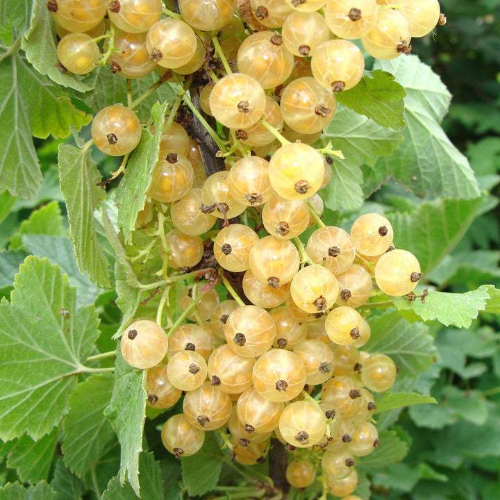 Bio-Weiße Johannisbeere 'Werdavia'