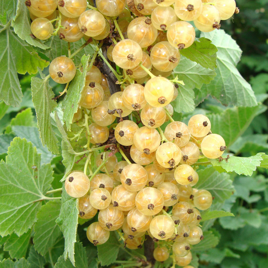 Bio-Weiße Johannisbeere 'Werdavia'