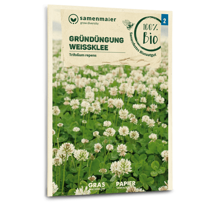 Bio-Weißklee Gründüngung Samen