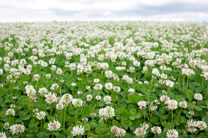 Bio-Weißklee Gründüngung-Trifolium repens
