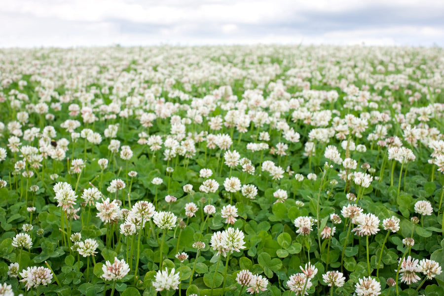 Bio-Weißklee Gründüngung-Trifolium repens