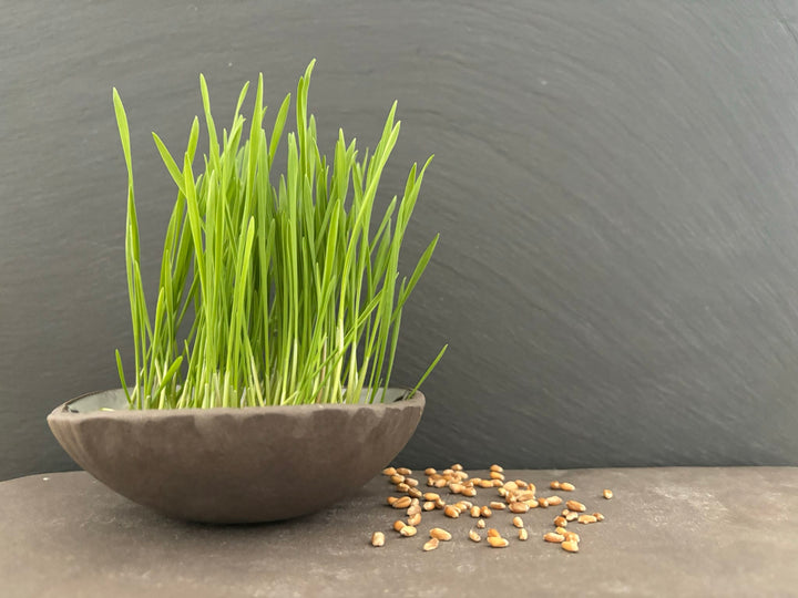 Bio-Weizengras Sprossen-Triticum aestivum
