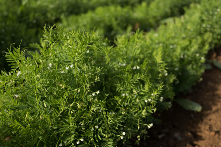 Bio-Wicklinse Gründüngung-Vicia ervilia