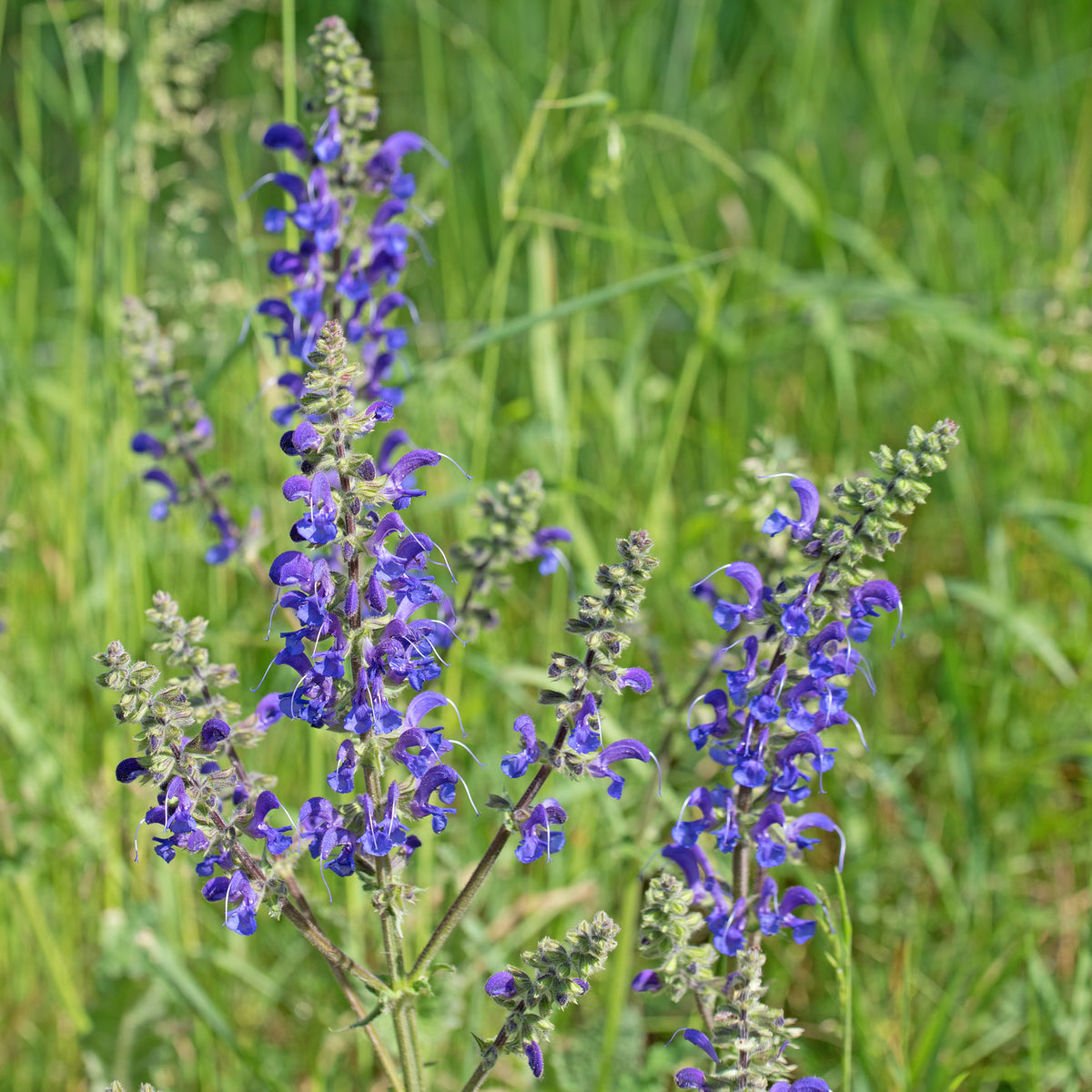 Bio-Wiesensalbei Wildblume-Salvia pratensis