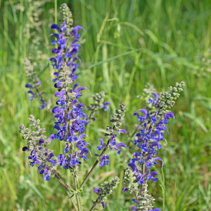 Bio-Wiesensalbei Wildblume-Salvia pratensis