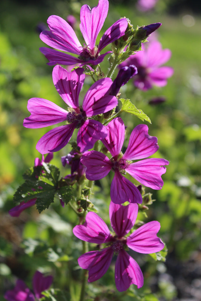 Bio-Wilde Malve Wildblume-Malva sylvestris