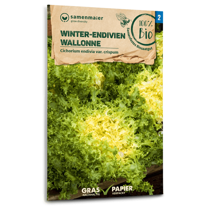 Bio-Winter-Endivien 'Wallonne'