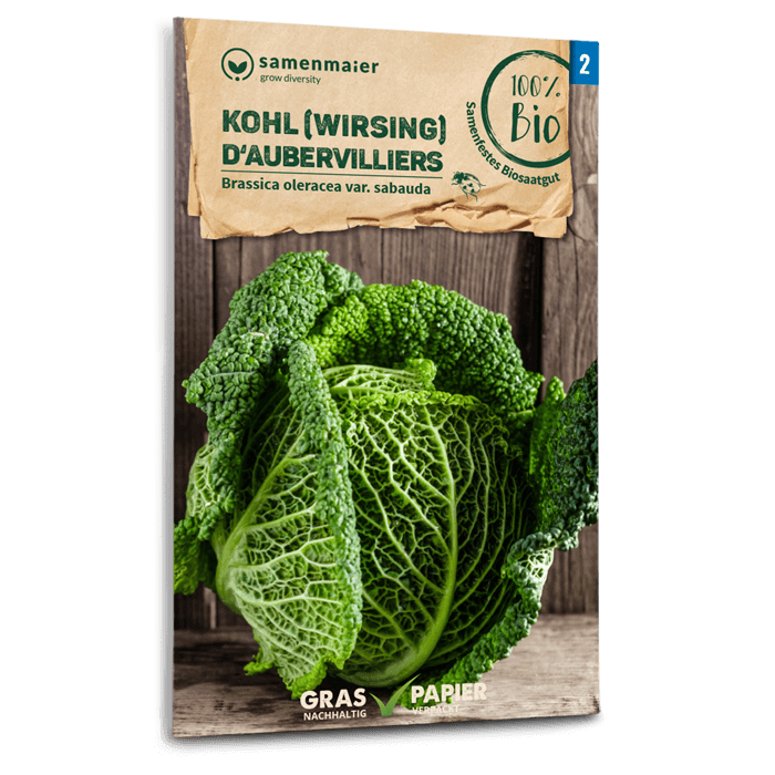 Bio-Wirsing 'D'Aubervilliers' Samen