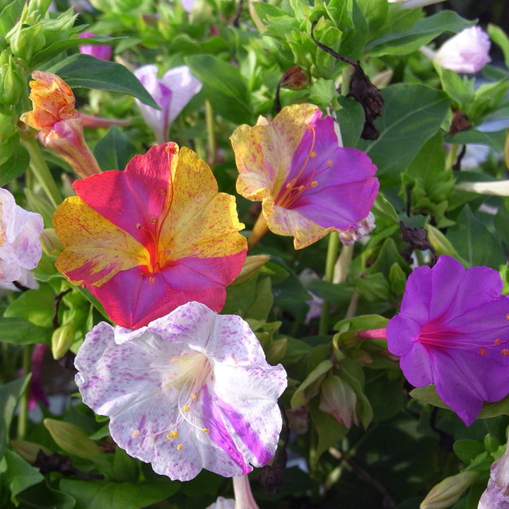 Bio-Wunderblume-Mirabilis jalapa