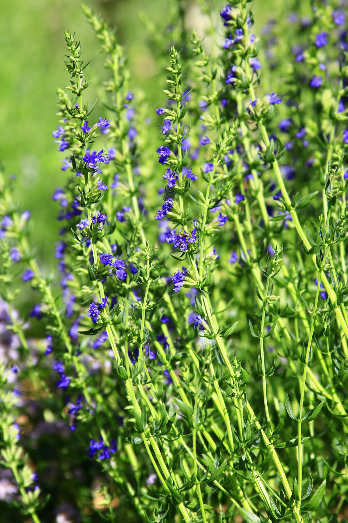Bio-Ysop Mehrjährig-Hyssopus officinalis