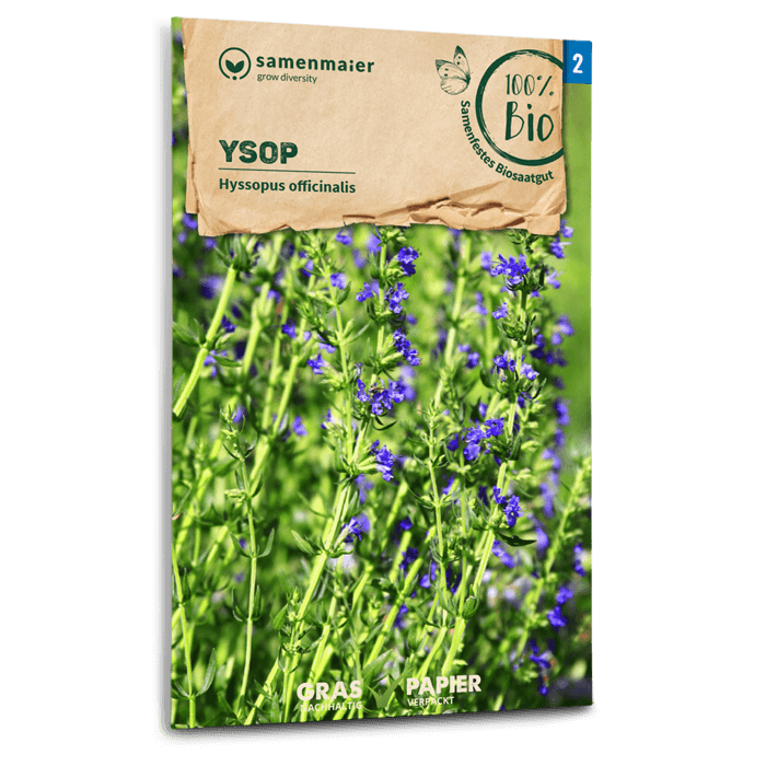 Bio-Ysop Mehrjährig Samen