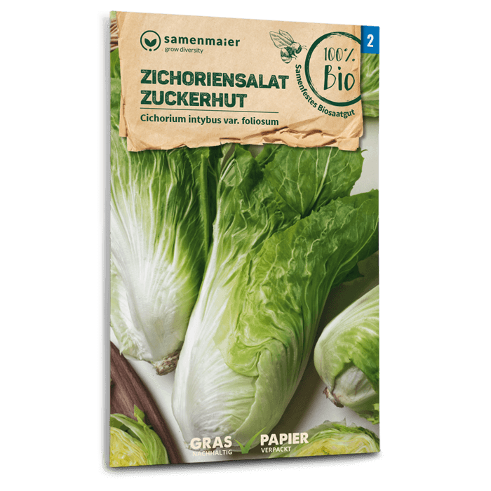 Bio-Zichoriensalat 'Zuckerhut' Samen