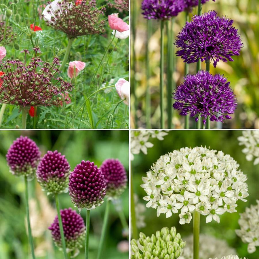 Bio-Zierlauch Mix