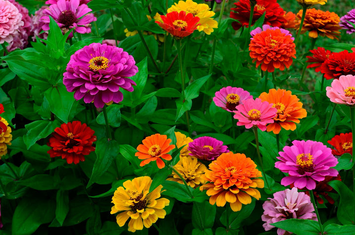 Bio-Zinnie Mischung-Zinnia elegans