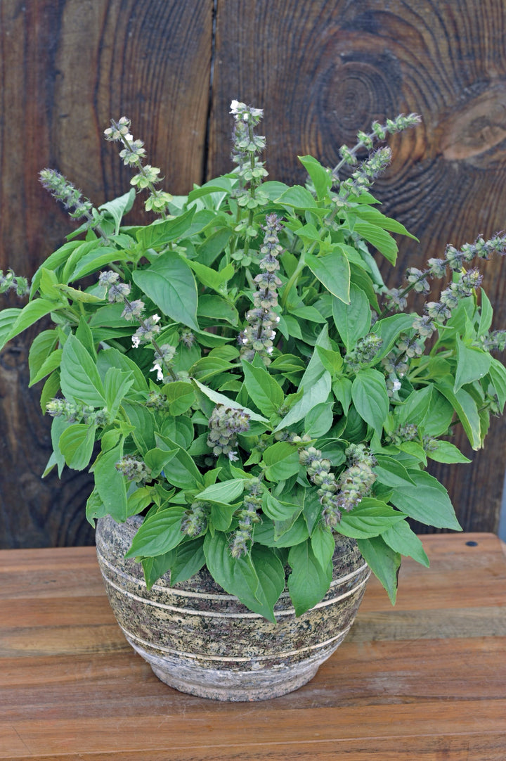 Bio-Zitronenbasilikum-Ocimum basilicum citriodorum