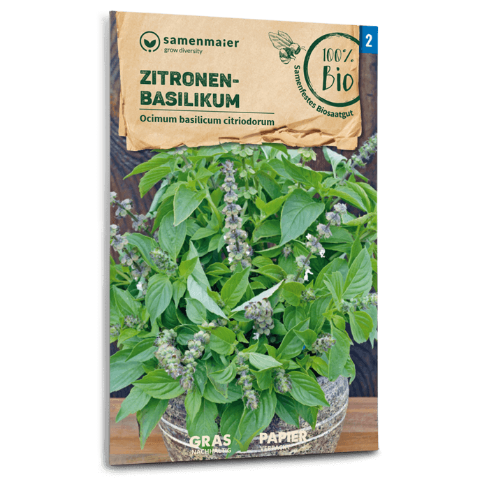 Bio-Zitronenbasilikum
