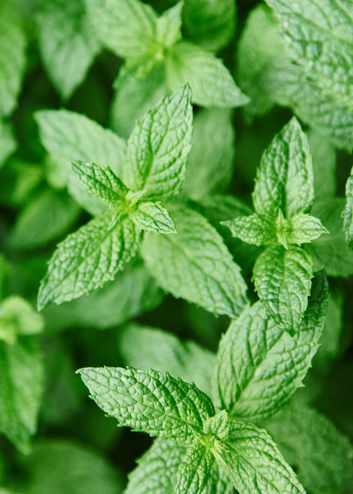 Bio-Zitronenmelisse-Melissa officinalis