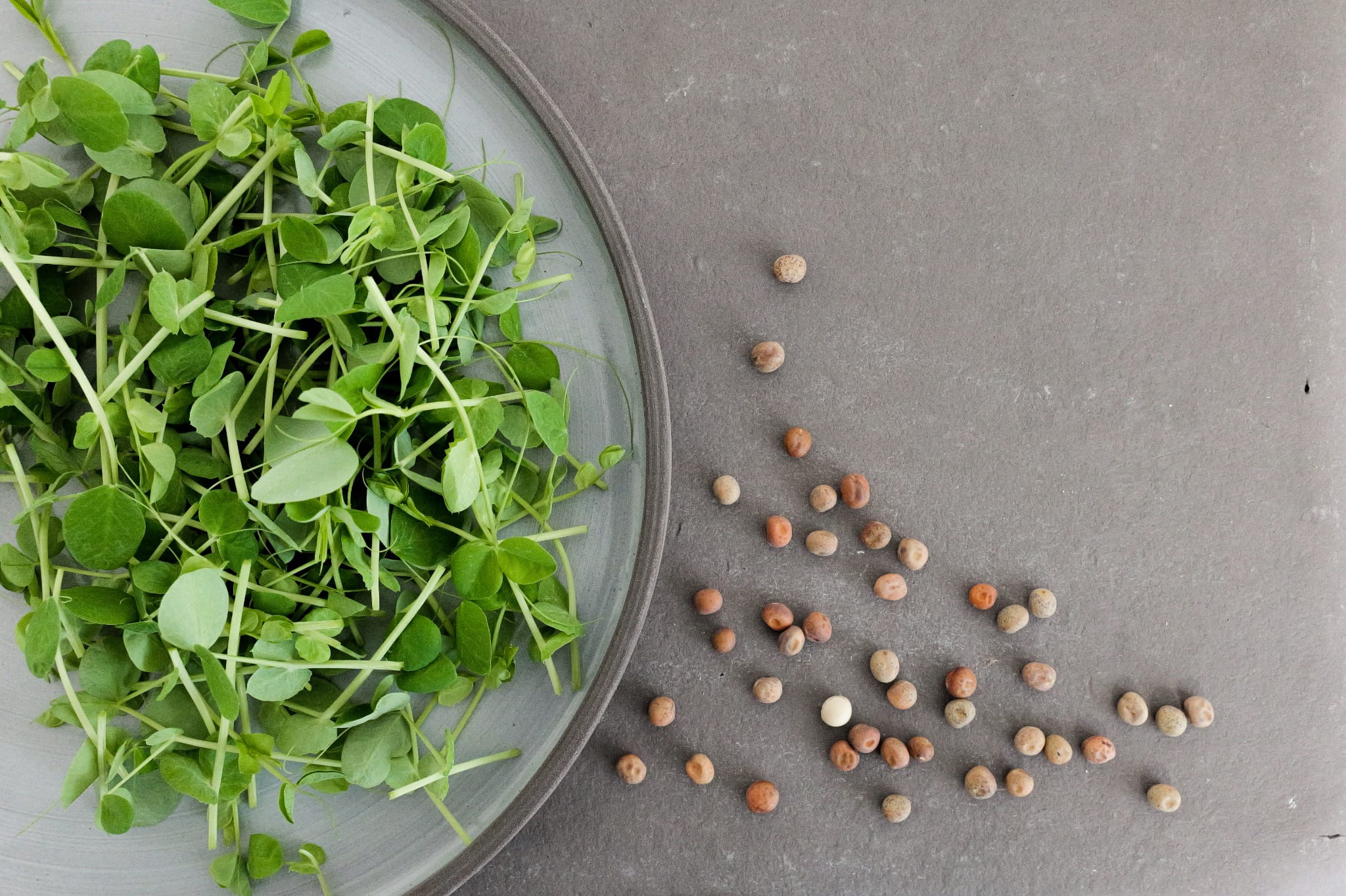 Bio-Zuckererbse Sprossen-Pisum sativum var. saccharatum