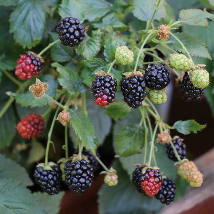 Bio-Zwerg-Brombeere 'Little Black Prince'