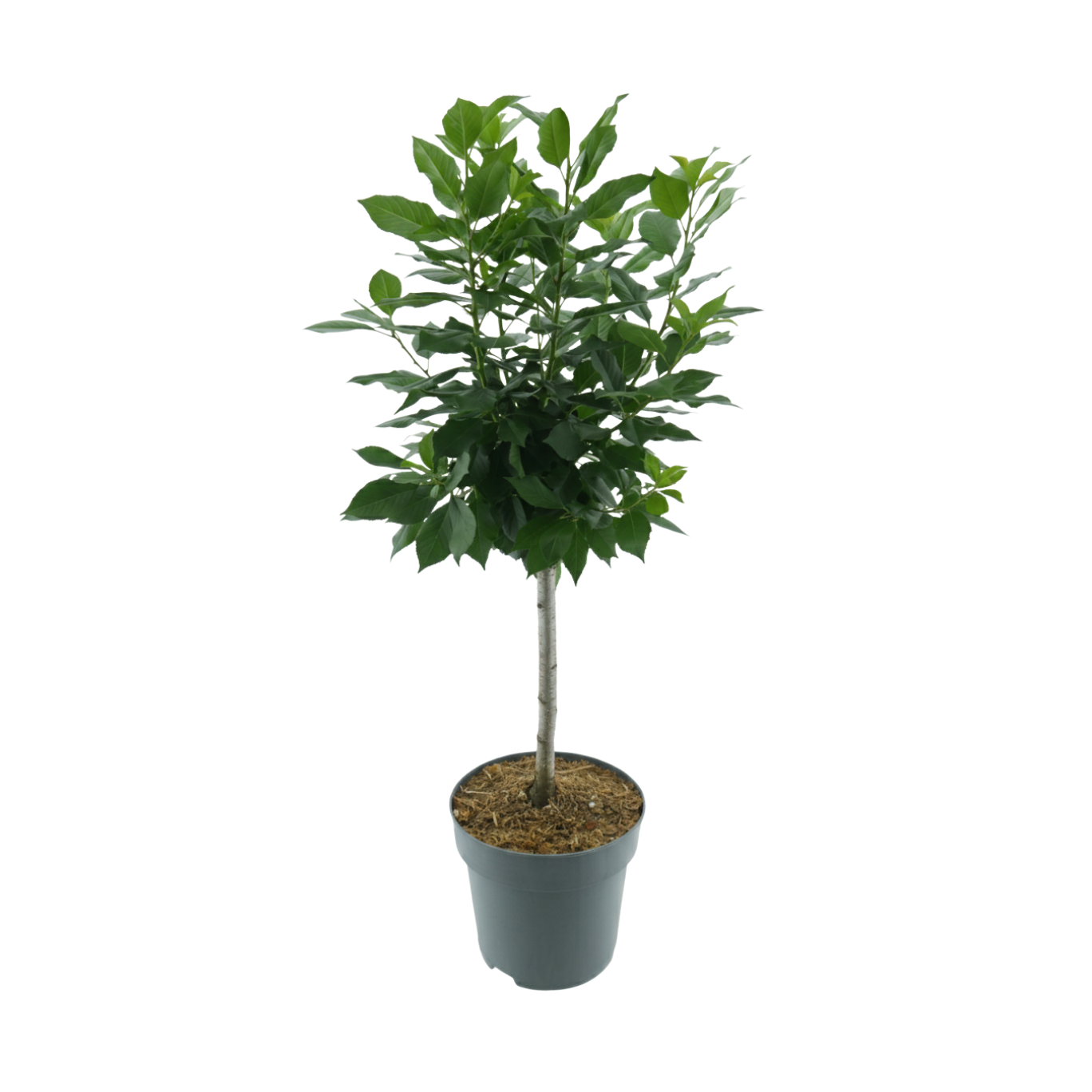 Bio-Zwergkirsche 'Compact Stella'