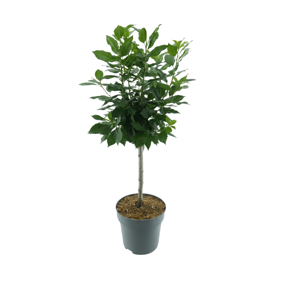 Bio-Zwergkirsche 'Compact Stella'